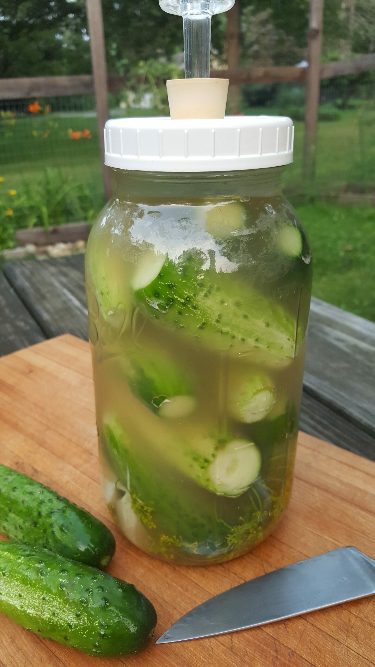 Lacto-Fermented Dill Pickles