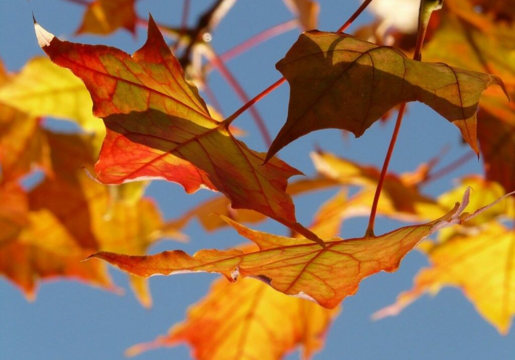 autumn, leaves, maple