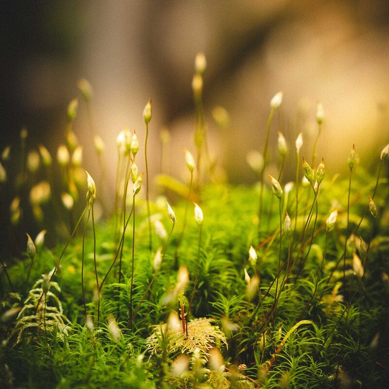 green grass with water droplets