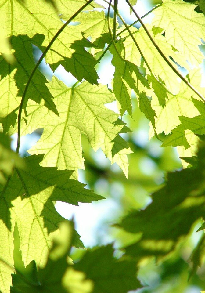 leaves, green, maple