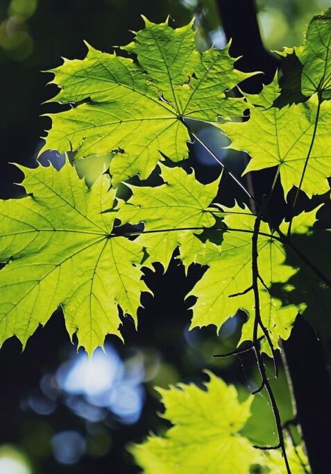 leaves, maple, forest
