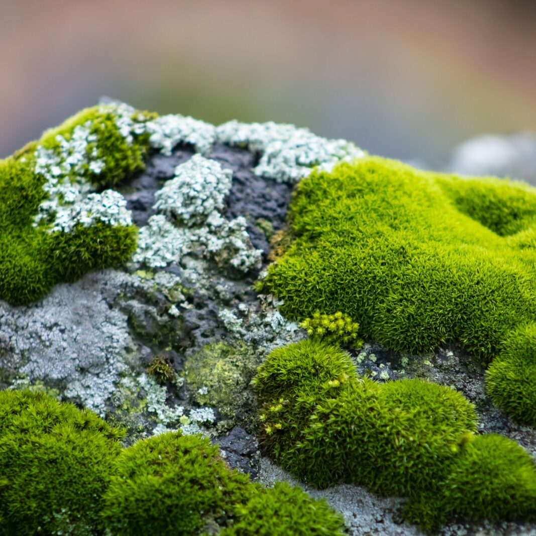 green moss on gray rock