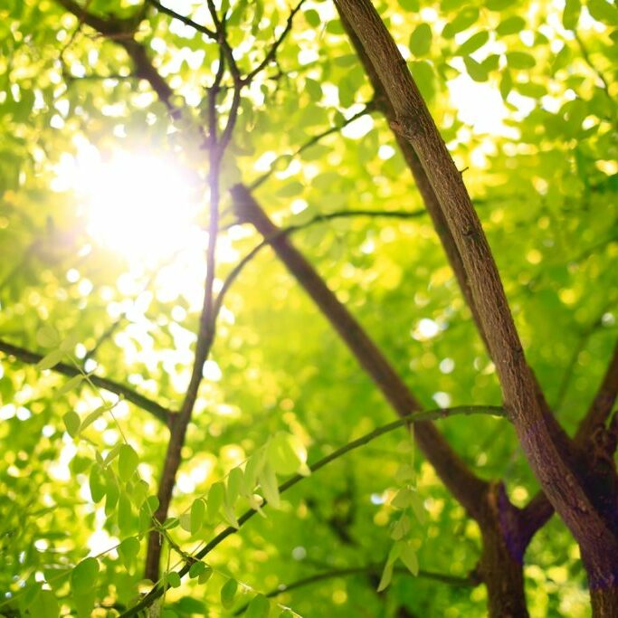 green leafed tree with sunlight at daytime